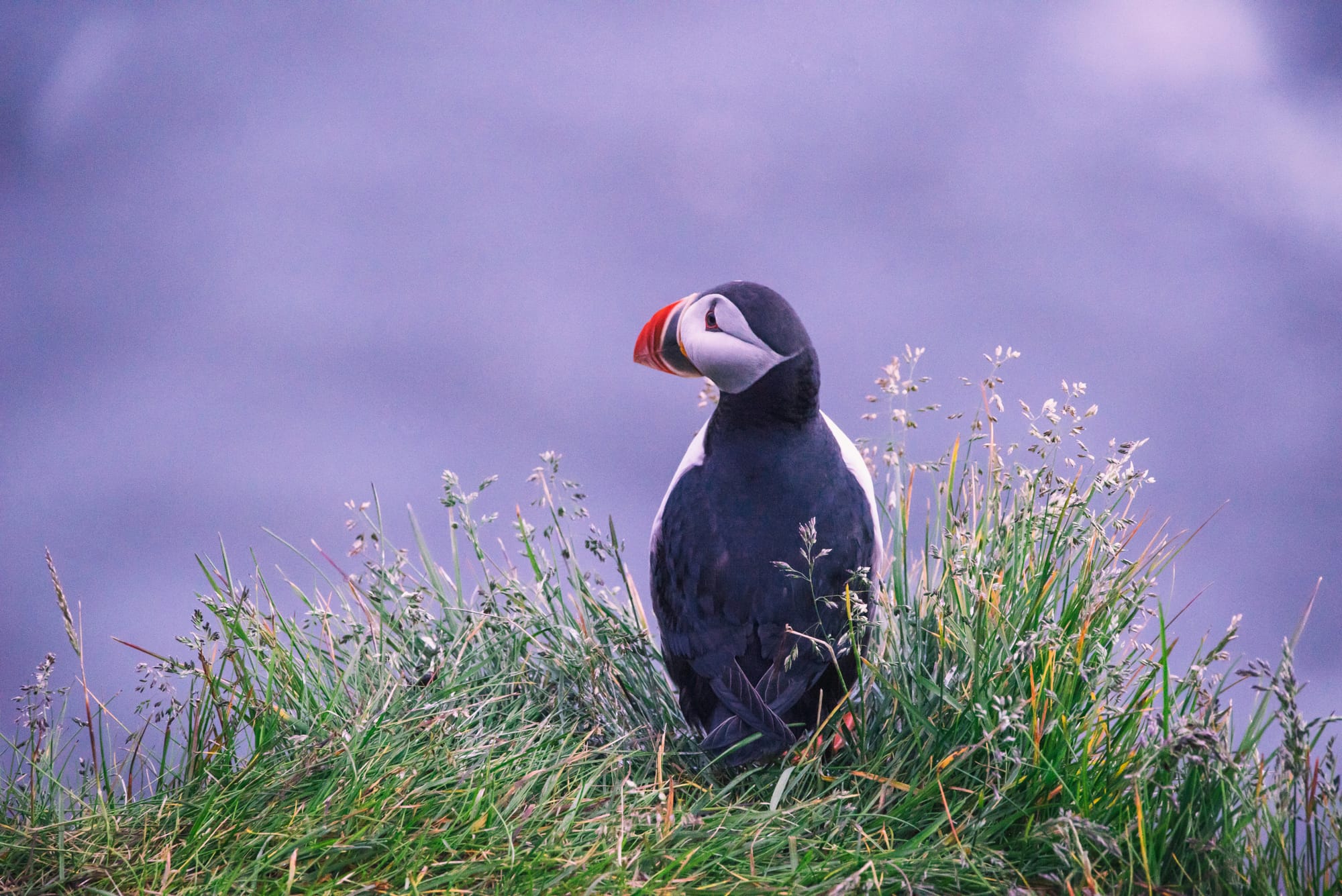 The Puffin