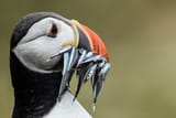 The Puffin